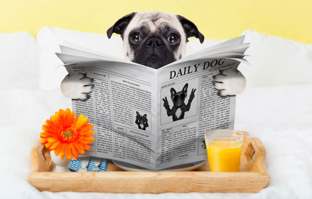 Atrium Hotel the first dog friendly hotel in Western Australia • Aussie Pet Guide