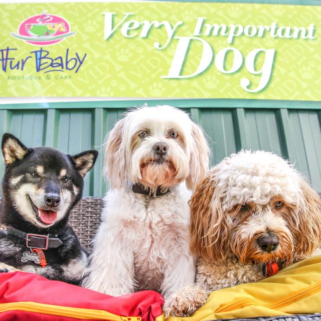 FurBaby Boutique & Cafe